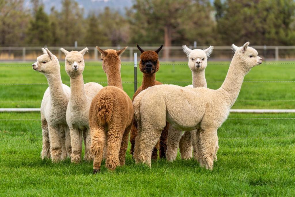 Alpaca Farm And B&B - Mama Adama Grândola Zewnętrze zdjęcie